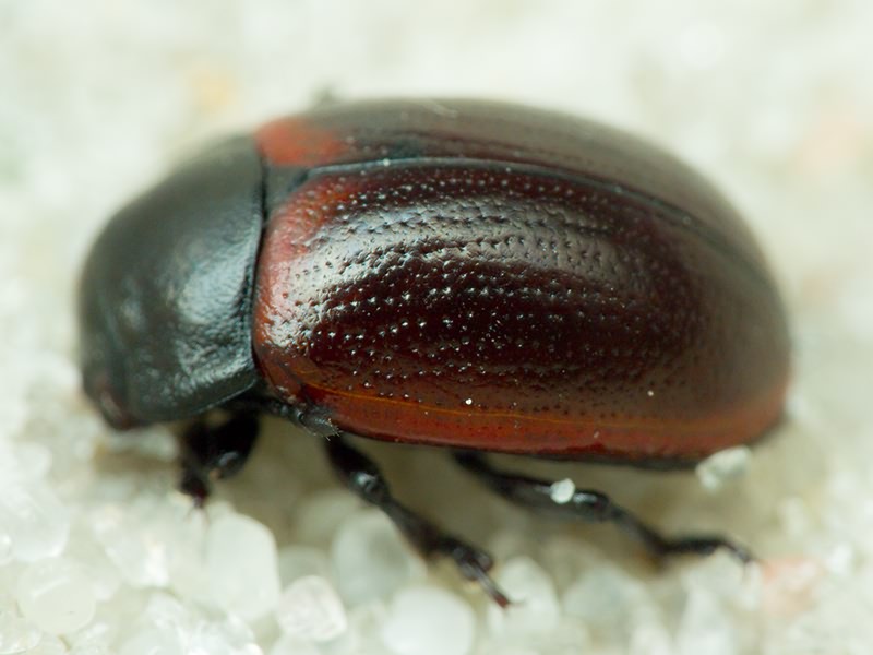Insecta Linnaeus, 1758